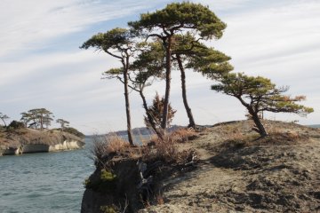 The edge of the horse