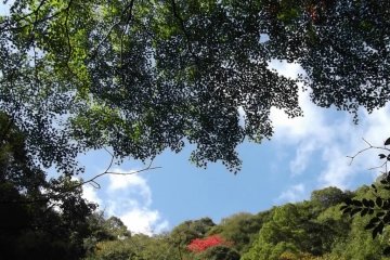 <p>It's easy to forget you're close to the bullet train station in one of Japan's largest cities.</p>