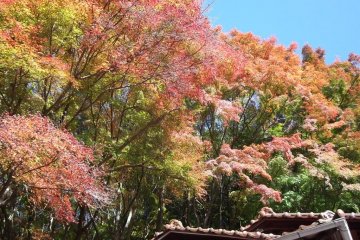<p>More autumn colors</p>