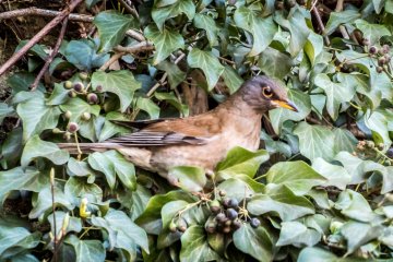 Some wildlife along the way