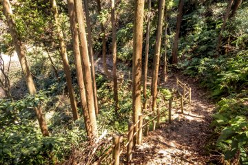  A gentle descent through a peaceful forest interior