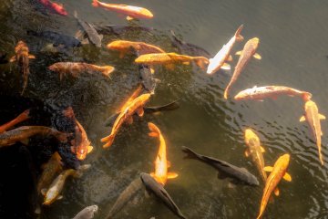 Some colorful carp