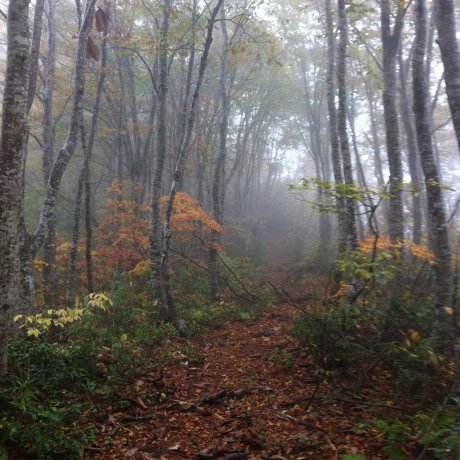 Shinetsu Trail