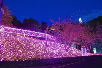 Lake Sagami Pleasure Forest Illumination
