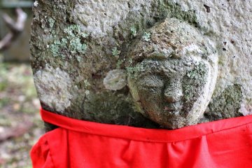 Moss and lichen covers everything