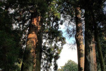 The four enormous and ancient cedars at Konpira-ji Temple