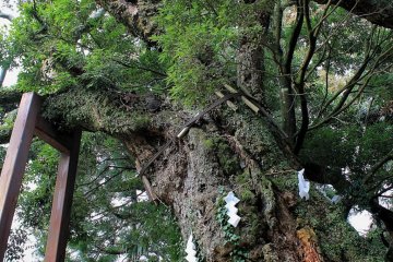 This fantastically old Japanese beech is still thriving, with a bit help