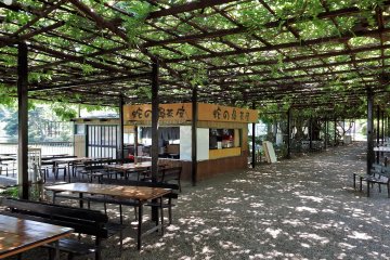 Di bulan Mei, wisteria berusia 300-400 tahun ini akan mekar menjadi warna putih, merah muda, dan ungu
