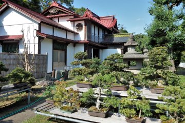 Berbagai jenis koleksi pohon bonsai yang sayang untuk dilewatkan