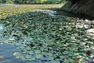 Jangan lupa untuk memberi makan ikan sebelum pulang
