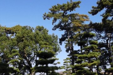 Carefully pruned trees in the rock garden