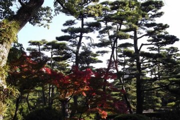 A shady spot in the rock garden