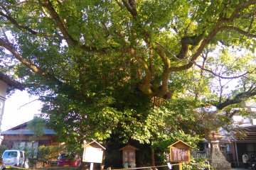Beauty at Tokei Jinja