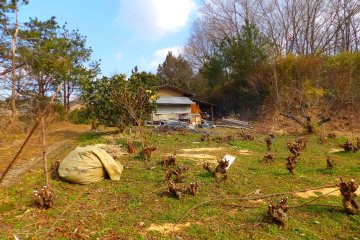 A good morning's work mulberry bark harvesting