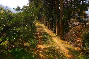 Beautiful Tokushima scenery and wildlife