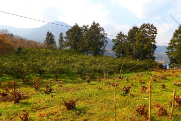 Hillside mulberry