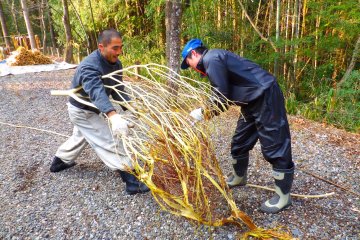  The bark of the paperbush can be pulled off in one complete piece, leaving the branches bare