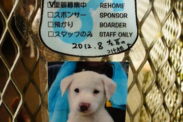Adorable Bio Cards