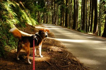 Walking along the mountain trails