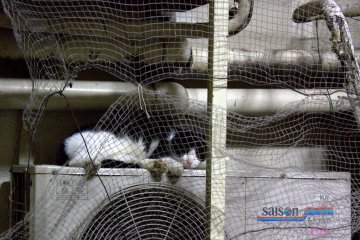 Catnapping in one of the alleys