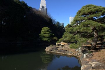 Contrast of cityscapes amidst the greenery