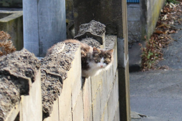 Cat Island of Tashirojima