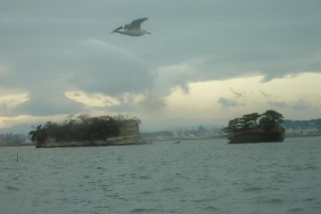 <p>Matsushima island displaying sedimentary layering (bedding) visible with a seagull in flight.</p>