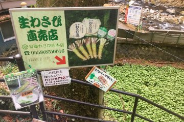 Tanaman wasabi di sebelah kanan sungai 