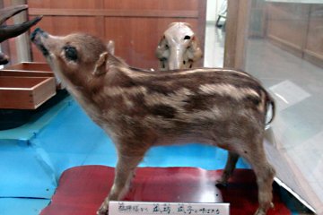 Baby boar, one of the natural history exhibits