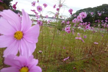 <p>You can see the flowers, can you find the hummingbird moth?</p>