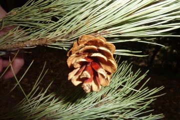 <p>One of the many pine cones on the island- this one is quite cute!</p>