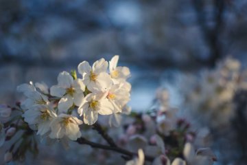 Bunga sakura bersinar diterpa cahaya matahari