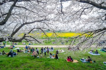 Tidak ada yang lebih baik dibandingkan piknik musim semi di bawah sakura
