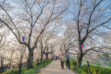 Jalur utama di tengah pepohonan sakura yang memukau