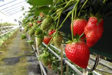 Strawberry picking at Dole Land