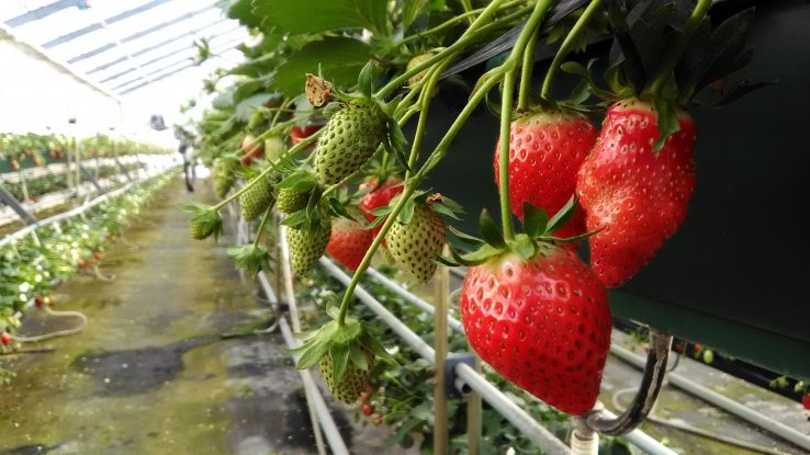 Strawberry picking at Dole Land