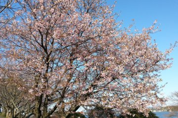 Cherry blossoms just started blooming