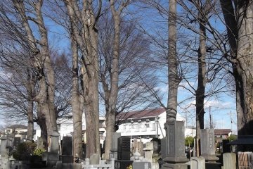 Trees tower over the graves
