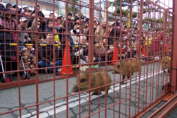 The boars blur by in no time.