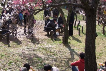 Beautiful Plum Blossoms in Yokohama