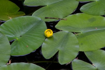 Close-up water lilies
