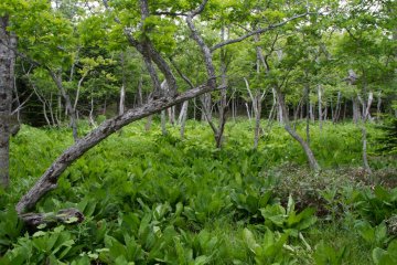 Our guide called this 'the bear restaurant' as these are plants the bears like a lot