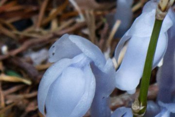 Some rare flowers can be seen too