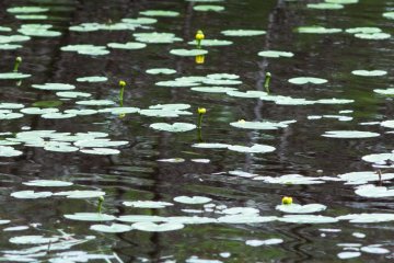 Water lilies