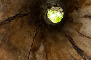 A hollow treetrunk