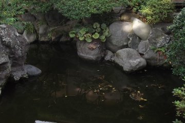 Still, tranquil water in the pond