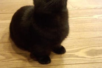 <p>Toto-Kun a little Munchkin</p>