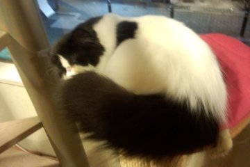 <p>My personal favourite Aoi-chan, cat cafe osaka</p>