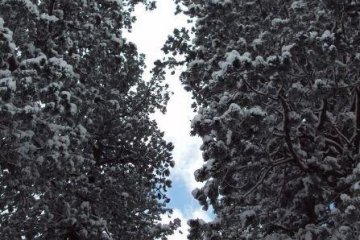 The mountain is full of Japanese cedar tress known as sugi. Many are hundreds of years old.