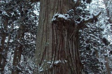 The largest and tallest tree in the forest is marked by strips of white paper. This kind of paper usually marks the prescence of a diety or relgious area.
